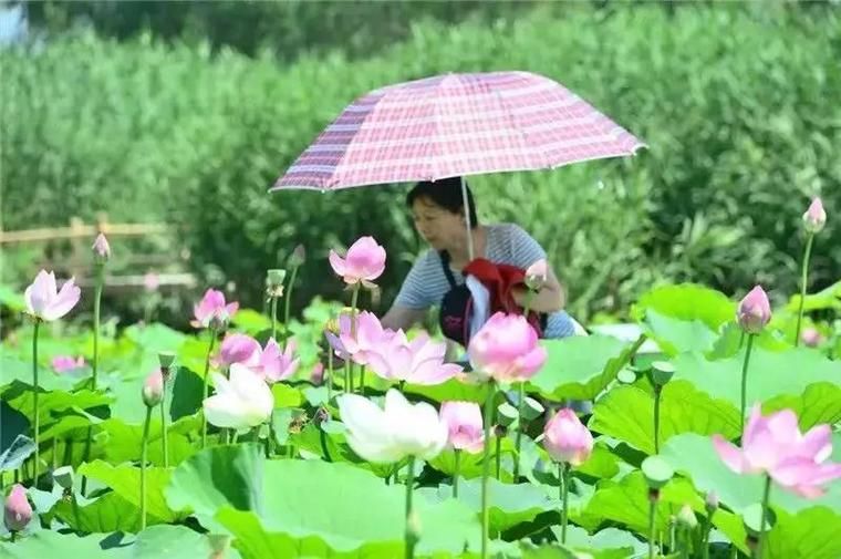 [公告]重磅出炉｜《河北雄安新区规划纲要》高清图