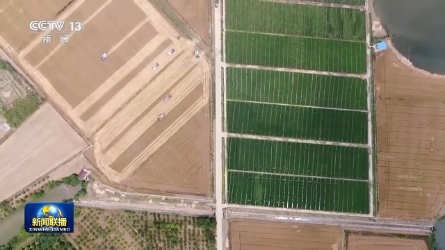 “麦稻同框”丰收忙 大数据助力“三夏”时节颗粒归仓